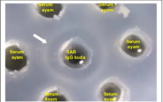 Gambar 8. Garis presipitasi (tanda panah) pada uji imunodifusi (AGPT) menunjukkan  adanya reaksi homolog antara antiserum ayam (Ab2)  dengan SAR (Ab1)