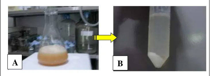 Gambar 10. Proses pengendapan protein dengan amonium sulfat (A), diperoleh endapan berwarna putih (B)