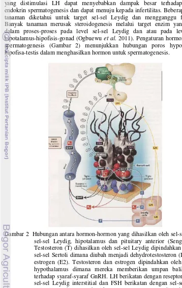 Gambar 2  Hubungan antara hormon-hormon yang dihasilkan oleh sel-sel Sertoli, sel-sel Leydig, hipotalamus dan pituitary anterior (Senger 2003)