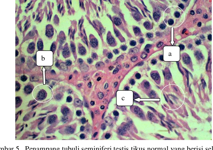 Gambar 5   Penampang tubuli seminiferi testis tikus normal yang berisi sel-sel 