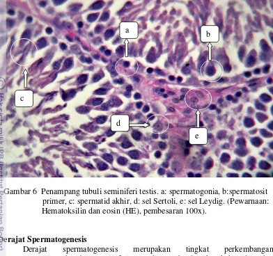 Gambar 6  Penampang tubuli seminiferi testis. a: spermatogonia, b:spermatosit  
