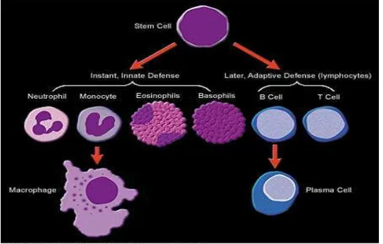 Gambar 3. Sel B menjadi sel plasma penghasil antibodi 
