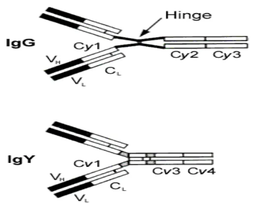 Gambar 4. Hinge region yang menghubungkan Cγ1 dan Cγ2 pada IgG 