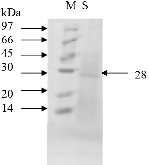 Tabel 2. Kuantitas protein ekskretori/sekretori larva A. galli 