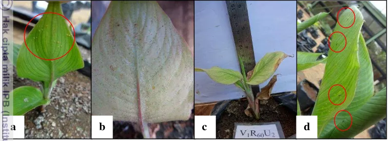 Gambar 2 Hama yang menyerang tanaman heliconia: kutu putih (a), tungau 