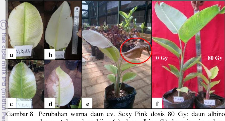 Gambar 8 Perubahan warna daun cv. Sexy Pink dosis 80 Gy: daun albino 
