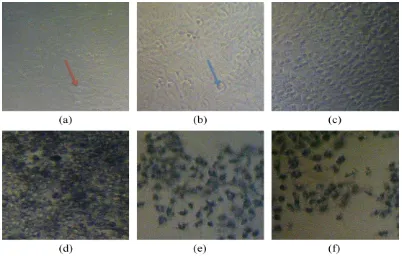 Gambar 2. Pengaruh ekstrak etanol kulit buah naga dan kulit pinang terhadap morfologi sel T47D dan pembentukan formazan
