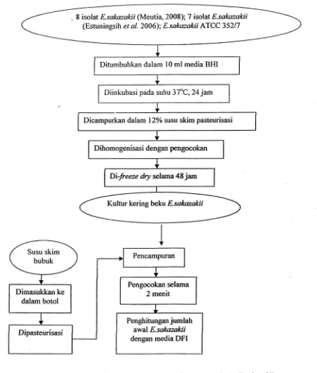 Gambar 1. Skema proses persiapan kultur kerja E.sakazakii 