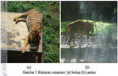Gambar 1 Harimau sumatera: (a) betina (b) jantan 