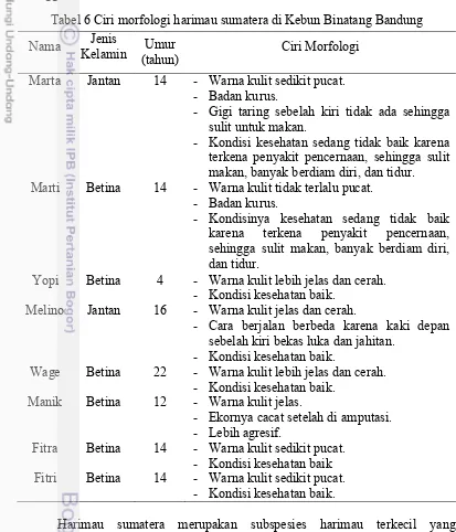 Tabel 6 Ciri morfologi harimau sumatera di Kebun Binatang Bandung 