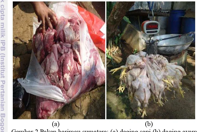 Gambar 2 Pakan harimau sumatera: (a) daging sapi (b) daging ayam  