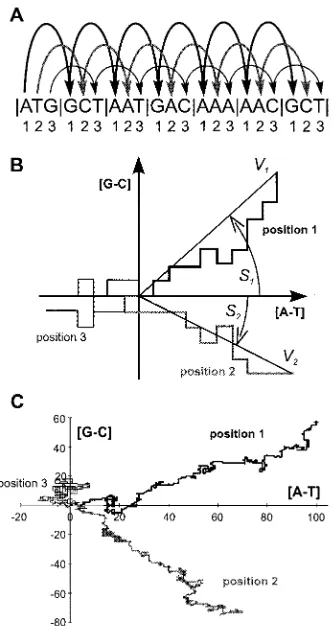 Figure 1. The method of DNA walks on coding sequence.(A) Three DNA walks performed separately for eachposition in codons beginning from start codon of ORF