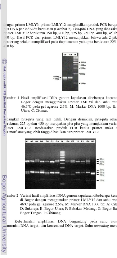 Gambar 1 Hasil amplifikasi DNA genom kapulasan dibeberapa kecamatan di 