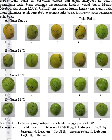 Gambar 3 Luka bakar yang terdapat pada buah mangga pada 8 HSP 