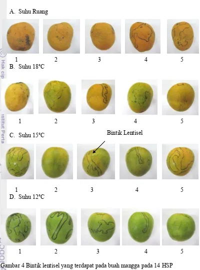 Gambar 4 Bintik lentisel yang terdapat pada buah mangga pada 14 HSP 
