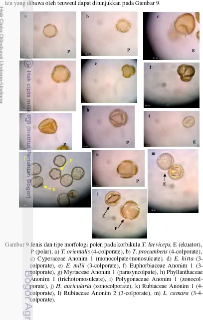 Gambar 9 Jenis dan tipe morfologi polen pada korbikula T. laeviceps, E (ekuator), 