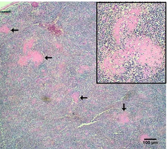Gambar 1  Limpa burung Elang Jawa mengalami nekrosis multifokal (panah) dengan pewarnaan HE, bar 100 µm 