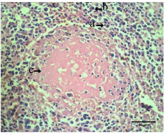 Gambar 2  Infiltrasi sel radang limfosit (panah a) dan makrofag (panah b) di sekitar fokus nekrosis (panah c) organ limpa dengan pewarnaan HE, bar 40 µm 