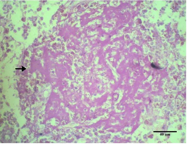 Gambar 3 Pewarnaan Congo-red terhadap substansi yang diduga sebagai amiloid (panah) di organ limpa burung Elang Jawa menunjukkan hasil negatif, bar 100 µm 
