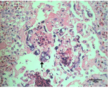 Gambar 10 Radang granuloma yang ditandai dengan sel raksasa tipe benda asing (panah) pada organ paru-paru dengan pewarnaan HE, bar 40 µm 