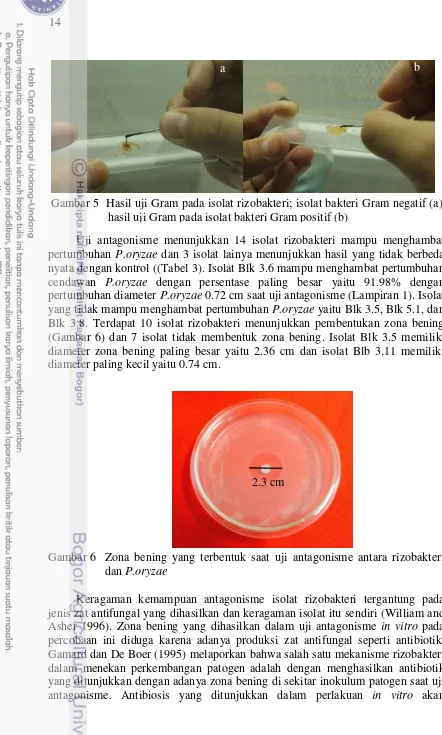 Gambar 5  Hasil uji Gram pada isolat rizobakteri; isolat bakteri Gram negatif (a),  