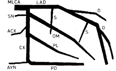 Fig. 7 Left coronary circulation in RAO projection 