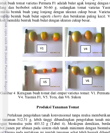 Gambar 4  Keragaan buah tomat dari empat varietas tomat: V1. Permata F1, 