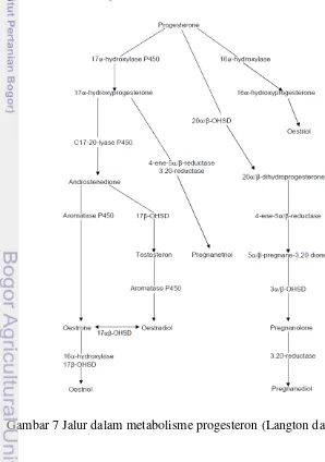 Gambar 7 Jalur dalam metabolisme progesteron (Langton dan Armstrong 1994) 