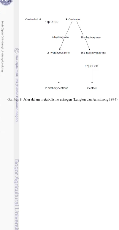 Gambar 8  Jalur dalam metabolisme estrogen (Langton dan Armstrong 1994)  