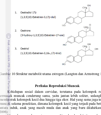 Gambar 10 Struktur metabolit utama estrogen (Langton dan Armstrong 1994)  