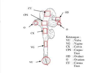 Gambar 13   Morfologi organ reproduksi muncak betina dan bagian-bagian yang 