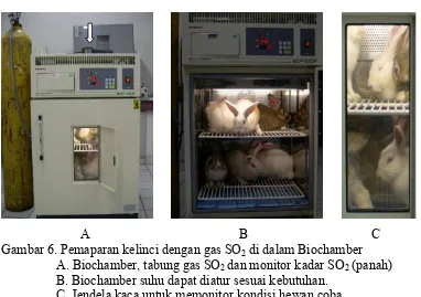 Gambar 6. Pemaparan kelinci dengan gas SO2 di dalam Biochamber  A. Biochamber, tabung gas SOdan monitor kadar SO (panah) 