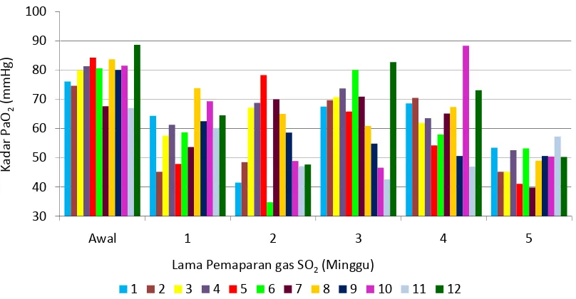 Gambar 12. Perubahan kadar PaO2  masing-masing kelinci perlakuan sejak awal penelitian,  selama pemaparan dengan gas SO2  setiap akhir minggu sampai minggu ke-5 akhir penelitian