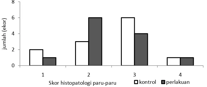 Gambar 13. Skor histopatologi paru pada kelompok kontrol dan perlakuan, tidak didapatkan perbedaan bermakna p = 0,443
