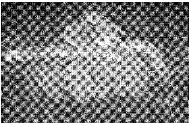 Gambar 4. Penampakan usus dan lambung ikan pari (Trygon sp.) segar. 