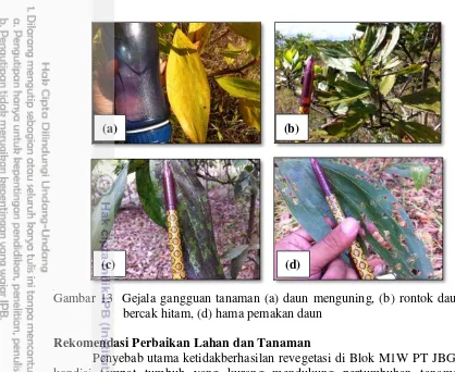 Gambar 13  Gejala gangguan tanaman (a) daun menguning, (b) rontok daun, (c) 