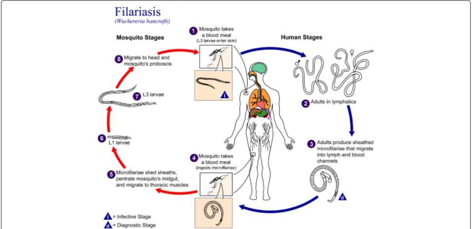 Fig. 1 Nematodes (roundworms.) Life cycle of roundworms which cause lymphatic filariasis