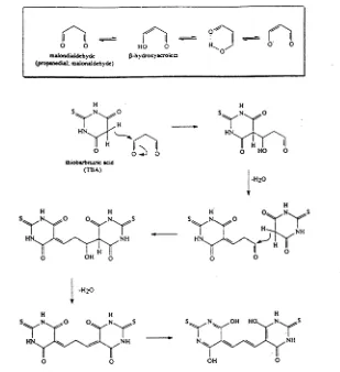 Gambar 4. Mekanisme Reaksi antara MDA dengan TBA Menghasilkan Senyawa Kompleks MDA-TBA Berwarna Merah Muda 