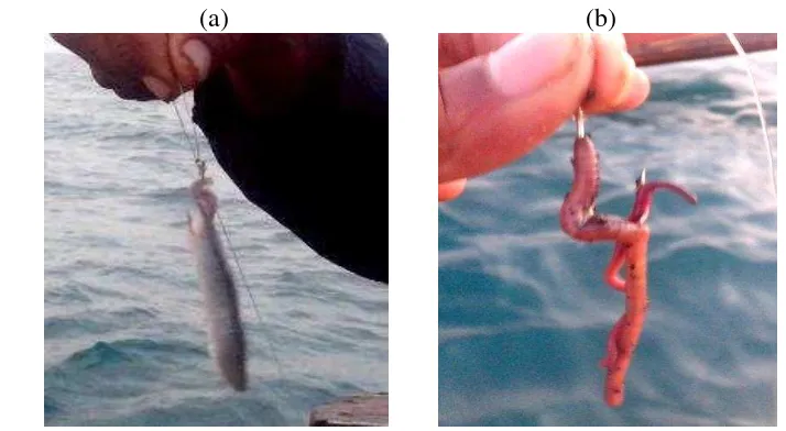 Gambar 6  Pemasangan umpan ikan tembang yang telah disayat (a) dan  cacing tanah (b) pada mata pancing