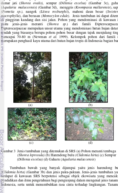 Gambar 3  Jenis tumbuhan yang ditemukan di SRS (a) Pohon meranti tembaga  
