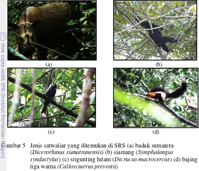 Gambar 5   Jenis satwaliar yang ditemukan di SRS (a) badak sumatera  