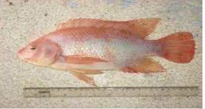 Gambar 1. Ikan Nila Merah (Oreochromis sp)