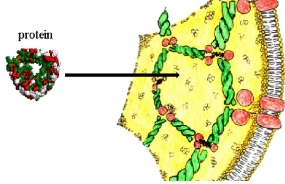 FIGURE 1. Cell compartments are crowded. Actin filaments, ribosomes, membranelarge asstructures and other macromolecular assemblies occupy a volume fraction which can be as ϕ = 0.4.