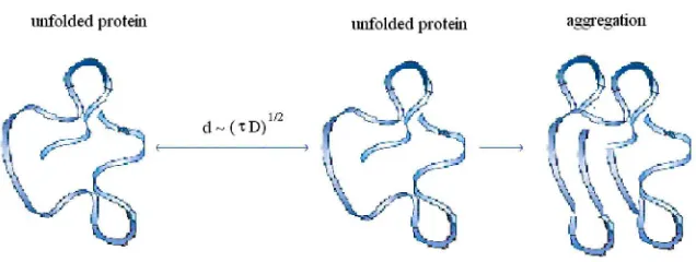 FIGURE 6. If the distance between two unfolded proteins is comparable with the diffusionlength d, then the probability of irreversible aggregation of unfolded proteins increase.