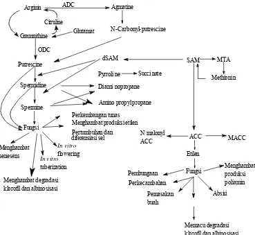 Gambar 2 .Biosintesis poliamina, metabolisme, fungsi dan interaksi dengan 