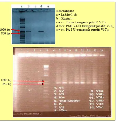 Gambar 25  Hasil elektroforesis PCR tebu dengan primer spesifik EC1 dan EC3 