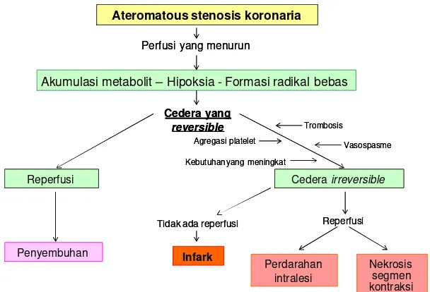 Gambar 8Kemungkinan terjadinya berbagai keadaan pada stenosis koronaria(Modifikasi dari Cotran et al