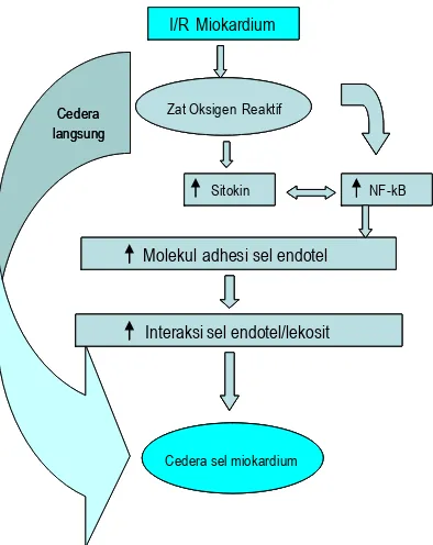 Gambar 9Mekansime cedera iskemia reperfusi miokardium (Modifikasi Lefer