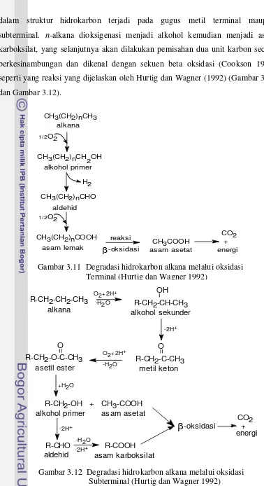 Gambar 3.12  Degradasi hidrokarbon alkana melalui oksidasi                         Subterminal (Hurtig dan Wagner 1992) 