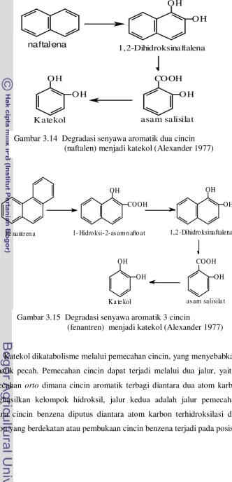 Gambar 3.14  Degradasi senyawa aromatik dua cincin  
